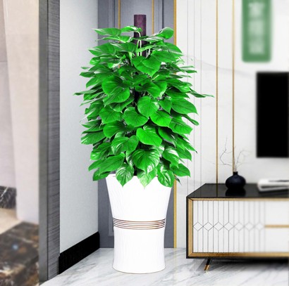 大型办公室绿植盆栽  绿萝柱植物