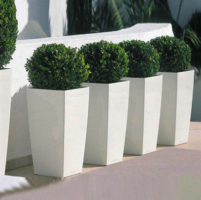 广州增城新塘绿植租摆租赁 特大绿植造景植物