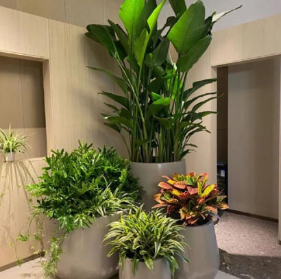 广州黄埔 萝岗办公室绿植租赁 大堂 前台绿植组景盆栽