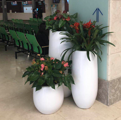 绿植租摆大厅特大型绿植组合盆景 