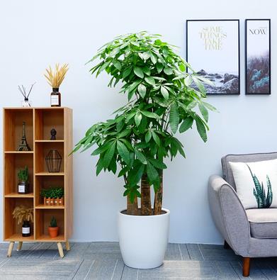 发财树大型高档白色陶瓷盆绿植