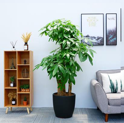 大型绿植发财树黑色陶瓷盆