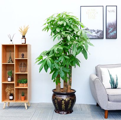 发财树大型咖啡色陶瓷盆