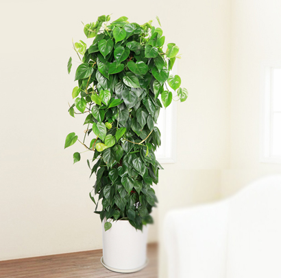 杏叶藤大型盆栽