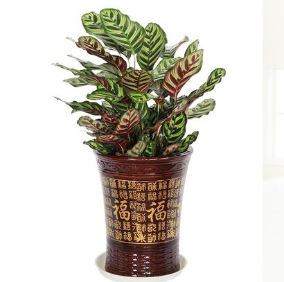 孔雀竹芋中型绿植盆栽