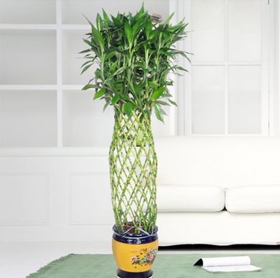 富贵竹笼大型绿植盆栽