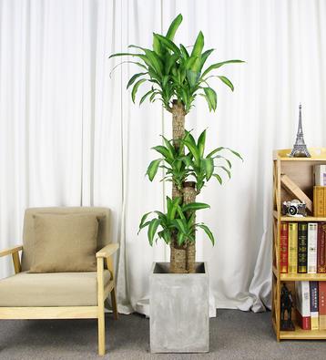 大型绿植巴西木陶瓷盆