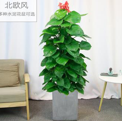 大型绿植绿萝柱盆栽
