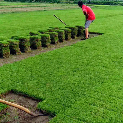 草皮价格一平米多少钱