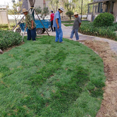 绿化草皮基地批发直销 铺装草皮草坪