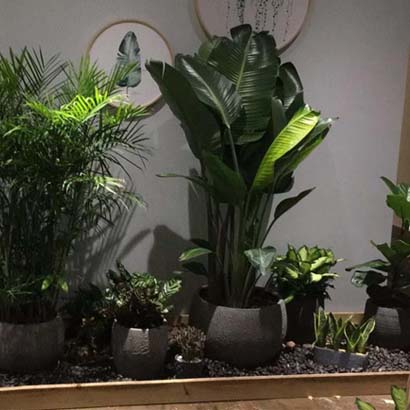 办公室绿植前台大厅绿植组景盆栽租摆