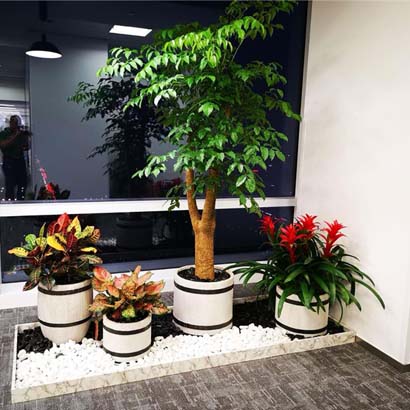 办公室绿植租摆 前台绿植盆栽组合盆栽