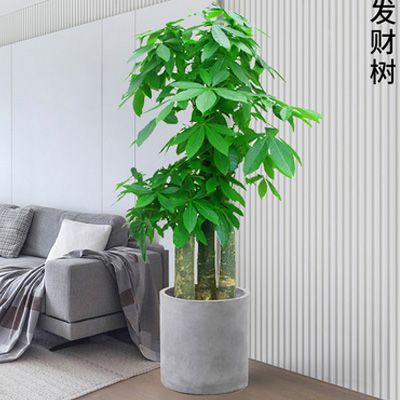 广州大绿植租赁植物出租 大型发财树